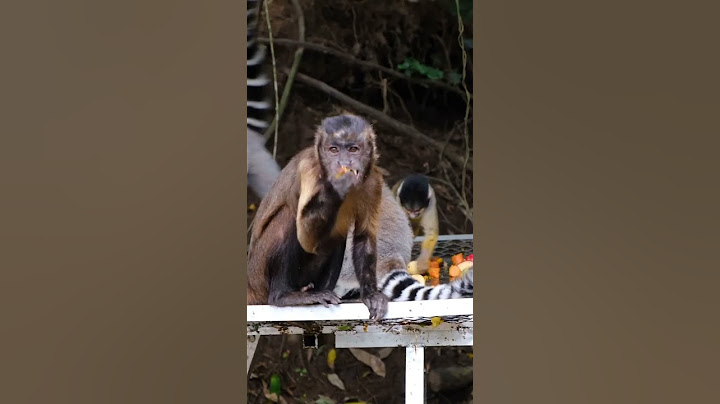 43 Monkeys on the Loose in South Carolina!  #news