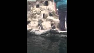 Tess the Penguin goes home!
