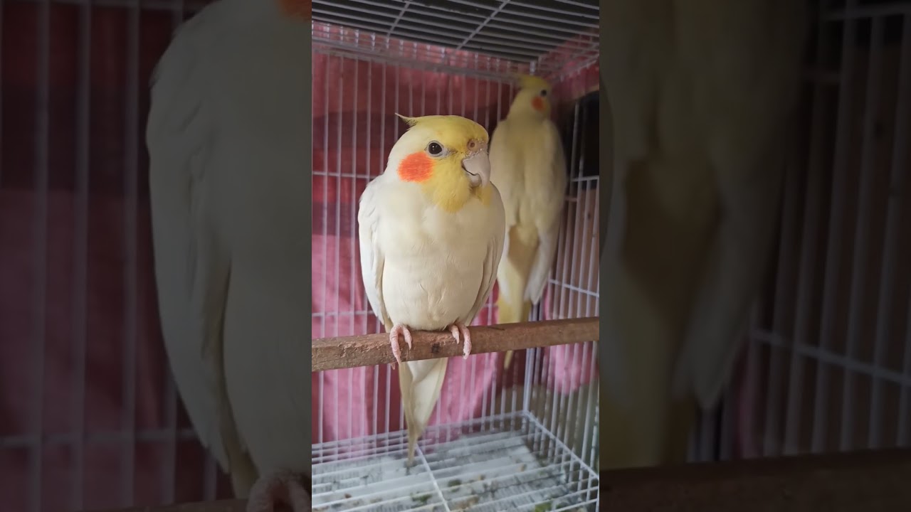 Adult Cockatiel Pair for Sale