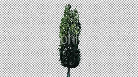 Real Poplar Tree Isolated On The Wind 1 | Stock Footage - Envato elements