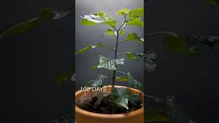 Ghost pepper Time-lapse 185 days 🌶️ #viral #timelapse #pepper #ghost #ghostpepper