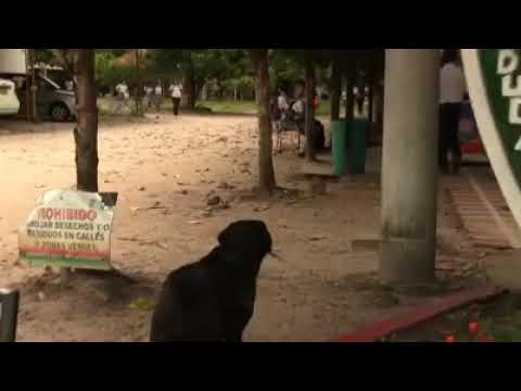 "Negro" el perro que compra sus galletas