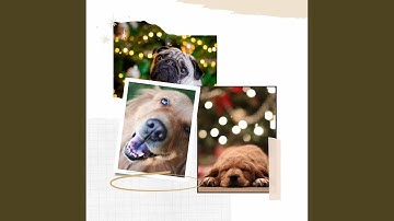 Excellent Ambiance for Lazy Puppy Afternoons