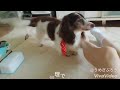 毎日、暑すぎです。熱中症対策で私の足をノリノリで舐めてしまった❕さぶろうじいちゃん80歳。