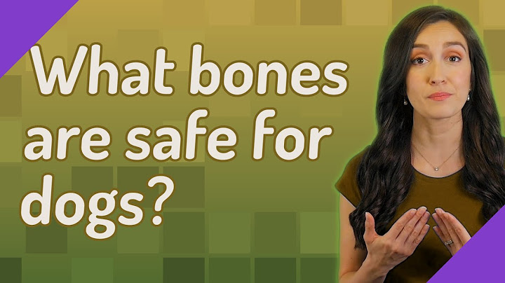 Are pork shoulder bones safe for dogs