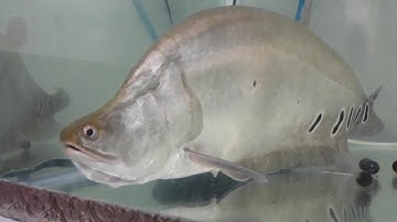 Cá thác lác cườm săn mồi.