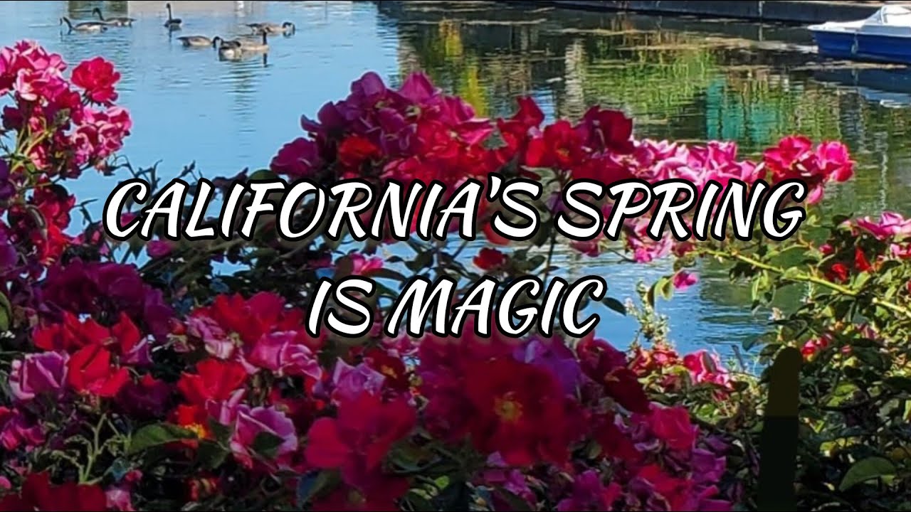 View from my window / CALIFORNIA'S SPRING IS MAGIC