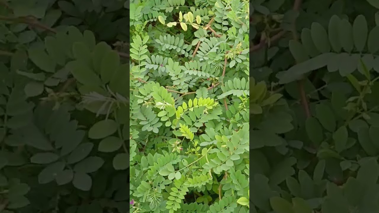 Tephrosia purpurea | Fabaceae
