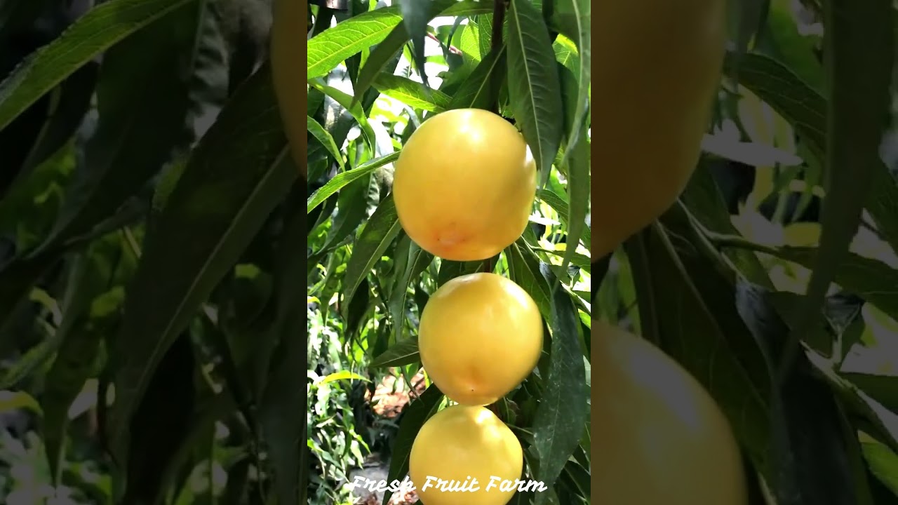Amazing Fresh Fruit Farm Relaxing 1284 YouTube