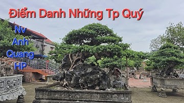 NGẮM TỔNG THỂ giàn cây Cổ Giá Trị của anh QUANG - An Dương - Hải Phòng. 