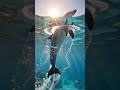 Jumping into the light... 🐬✨#shorts #ocean #dolphin #aesthetic #nature #klingai