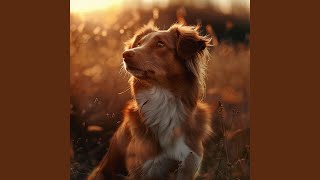 Tranquil Dog Echoes Ease