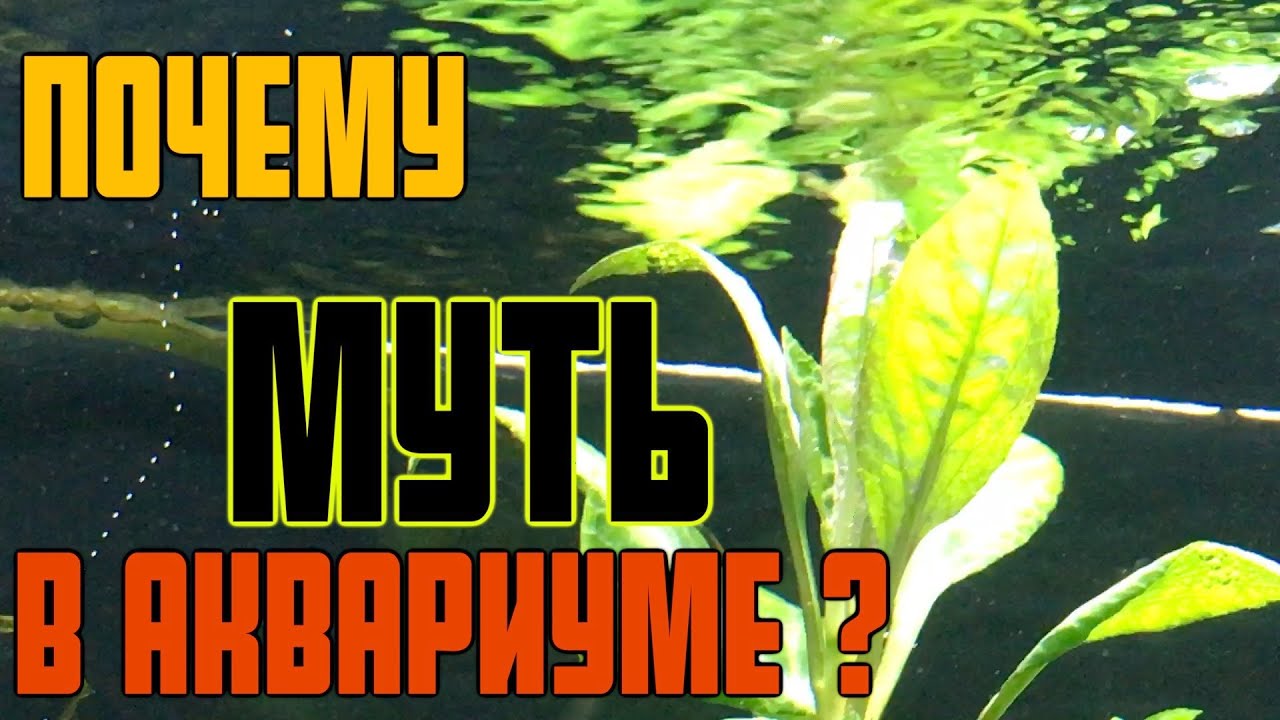 Почему мутнеет антифриз