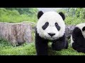 Oso panda | animales en vía de extinción #2