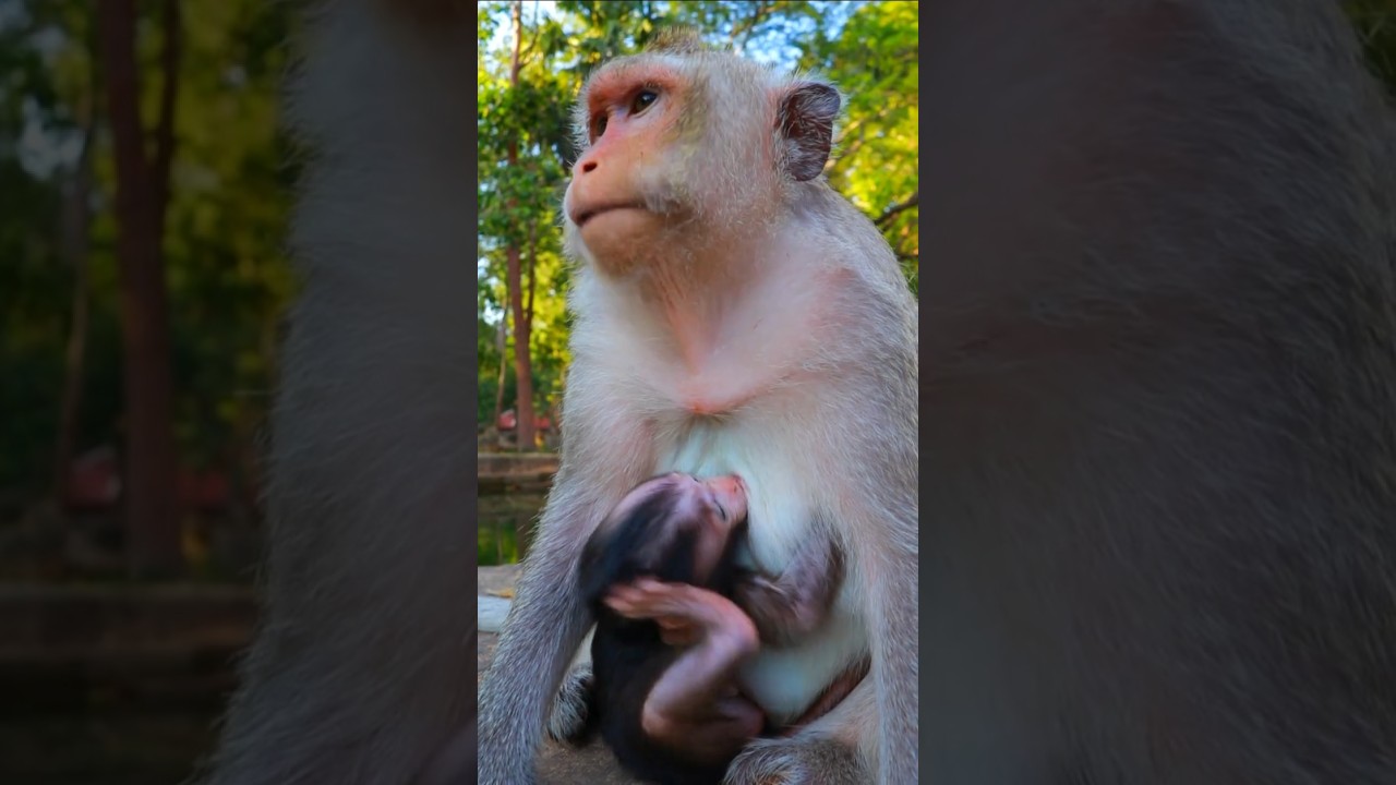 Lovely Mom Button Nursing Baby Bessie