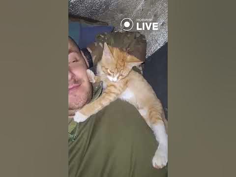 ️Котик в добрих руках військових - YouTube