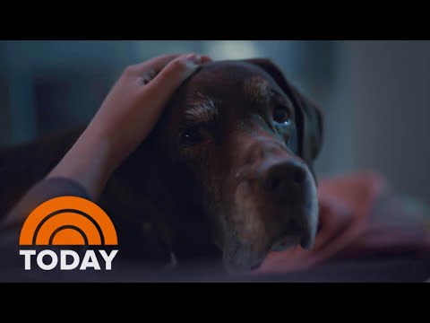 Watch: Farmer’s Dog pulls at heart strings in Super Bowl ad