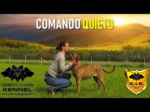 Video: Consejos para entrenar a un perro adulto a Kennel by Command