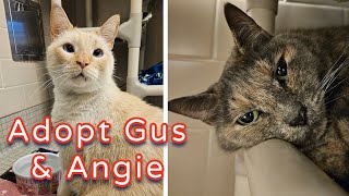 Adopt Gus and Angie