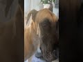 Great Dane Dog Slobber problems 🤣 true drool is real