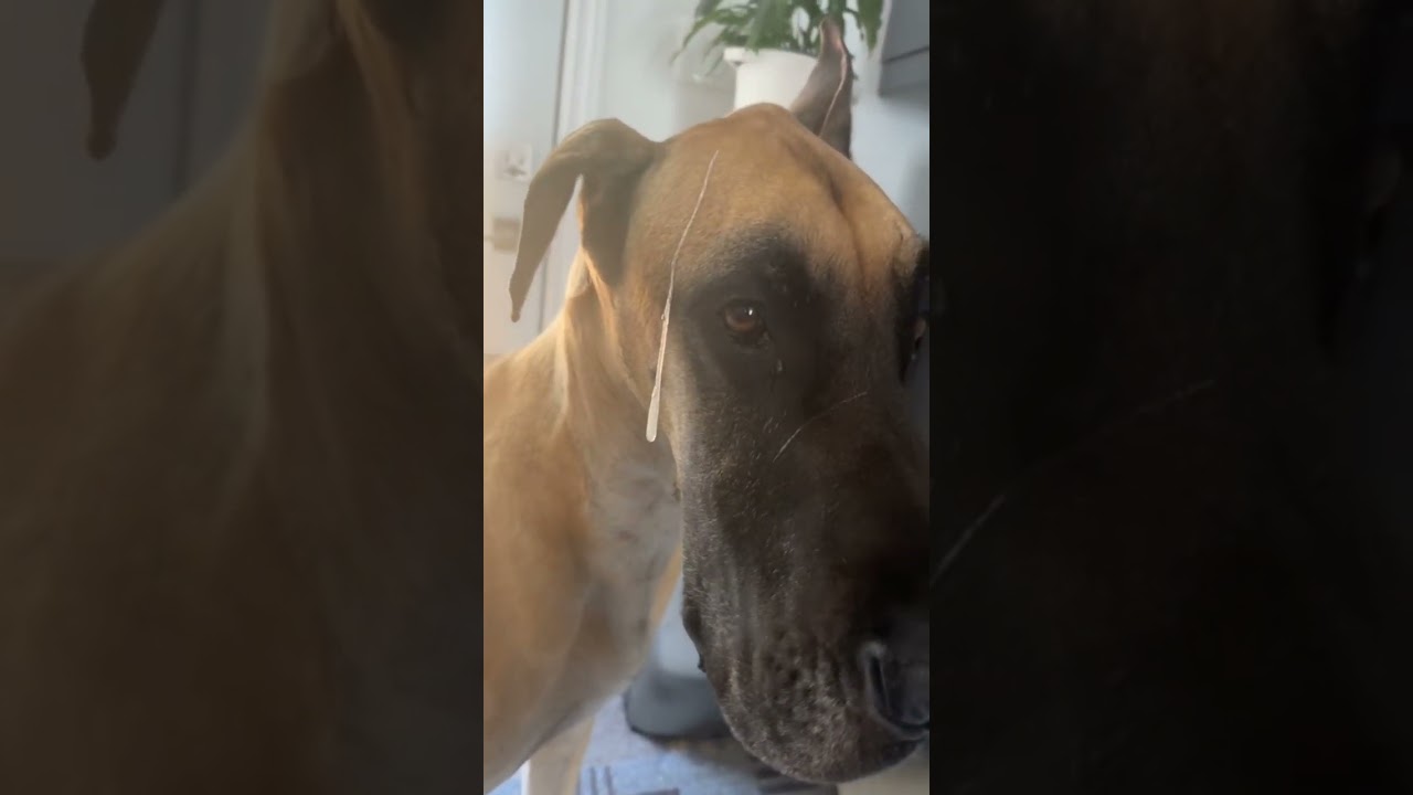 Great Dane Dog Slobber problems 🤣 true drool is real
