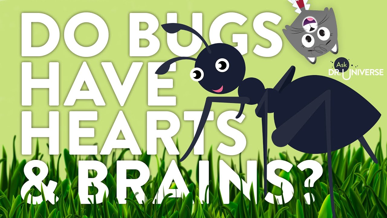 Do Bugs Have Hearts And Brains?