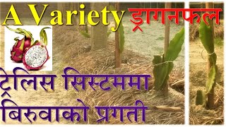 ट्रेलिस सिष्टममा A Variety ड्रागनफल || #DragonFruit #ParadiseAgro  #Pitaya #Agriculture #कृषि #नेपाल