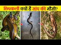 आखिर क्यों सांपों को Ideal Evolution माना जाता है? | This is Why Snake is an Ideal Form of Evolution