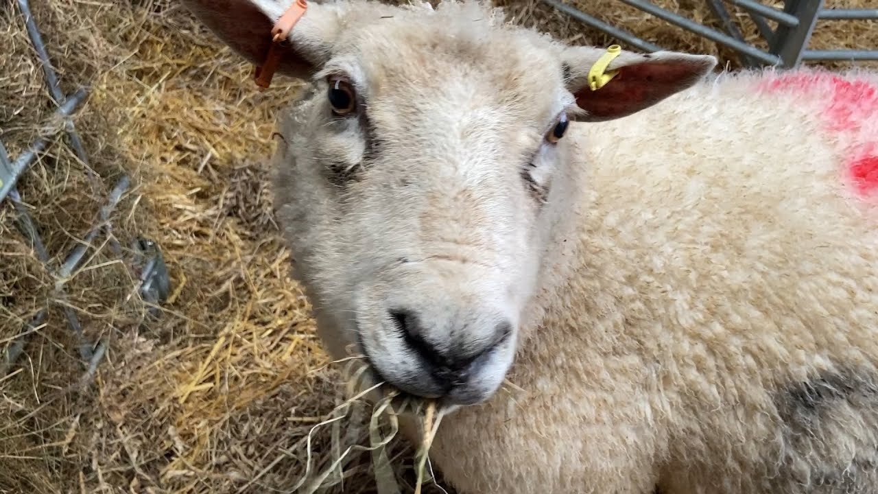 Lambing 2022 - First Sheep are in !