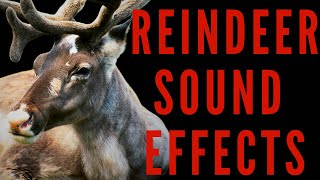 REINDEER SOUND EFFECTS  Reindeer Sounds | maktub_ytv