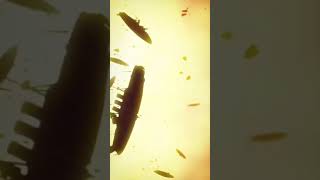 Aot Bad Moment Armin Turns Into Colossal An