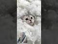snow ❄️ fall cat #viral #cat #catvideos #comedy #viralvideo #shorts #shortvideo #trending #short
