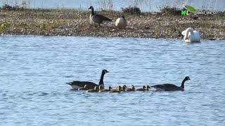 Canada Goose: Habitat, Life, Reproduction wikipedia...