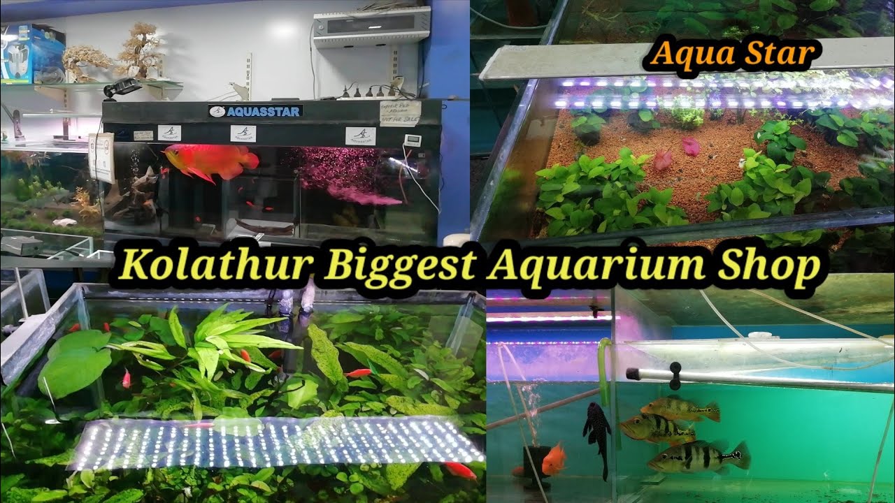 Kolathur Biggest Aquarium Shop Aqua Star Biggest Wholesale Market kolathur-biggest-aquarium-shop-aqua-star-biggest-wholesale-market