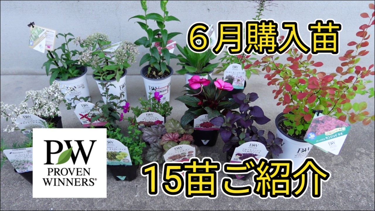 PW6月お迎え苗 - YouTube
