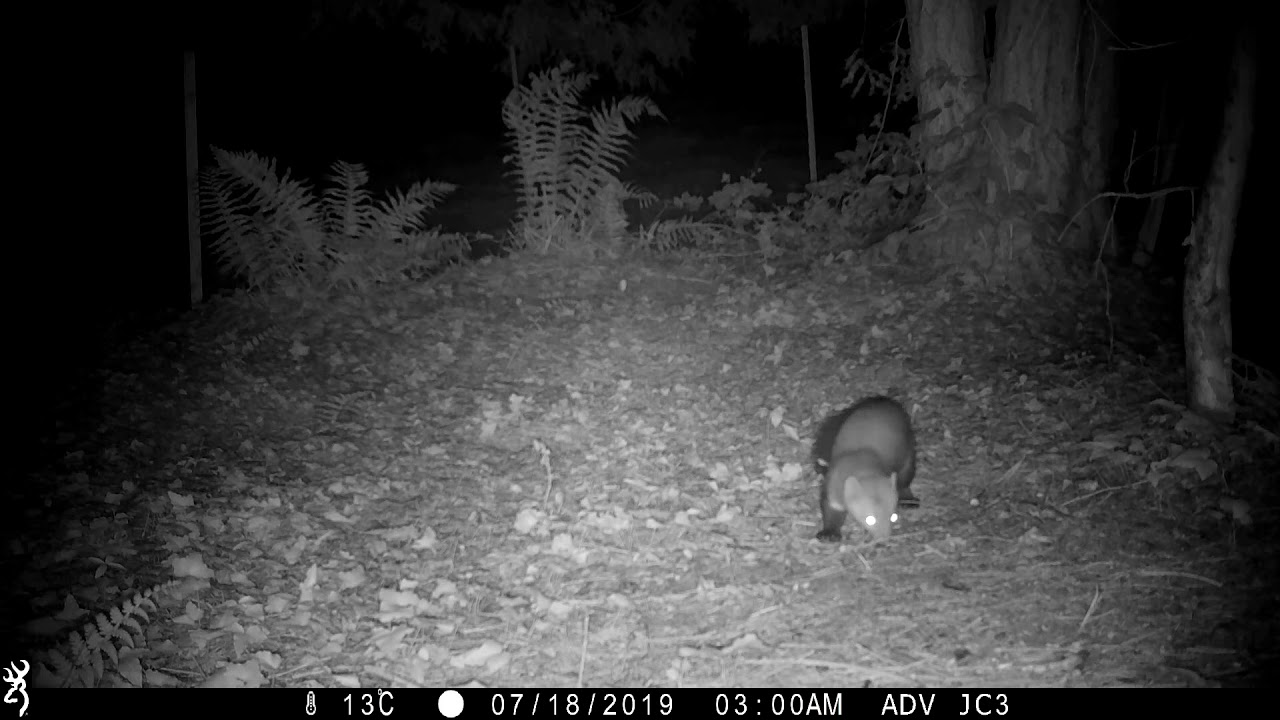 Stone marten vs cat (Stone marten family/Steinmarder/Husmår) (best at 1080p)