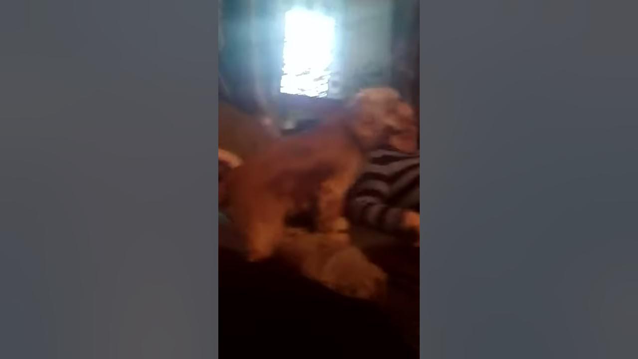 Што ето што ето - YouTube