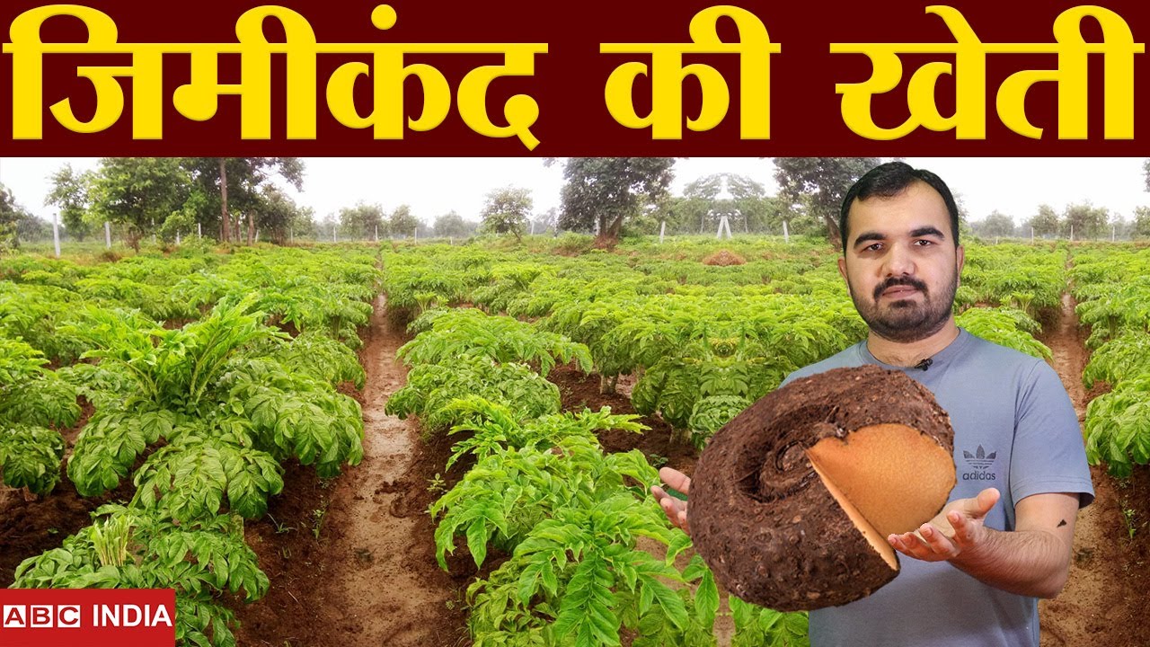 Jimikand farming | 3 Lakh per Acre | Suran farming | Jimikand ki varieties | Jimikand Plantation