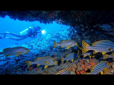 Diving Maldives: The Silence of Fish Head & Omadhoo Thila 2025