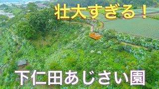 下仁田あじさい園【ドローン空撮 壮大なスケール】4K Drone Japan Hydrangea