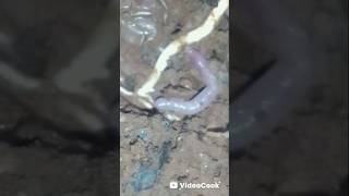 Какают ли черви? Посмотрите это забавное видео.Их пища — почва.