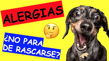 ¿Qué puedo darle diariamente a mi perro para las alergias?