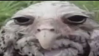 MINHA NOVA INTRO