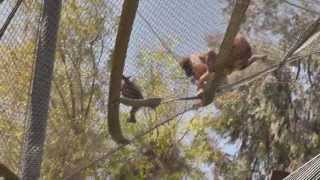 Orangutans (April 2013)