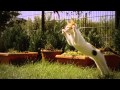 Kitten in slow motion  nolimitsfx