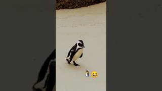 Penguins vibes only ??. life sea  nature
