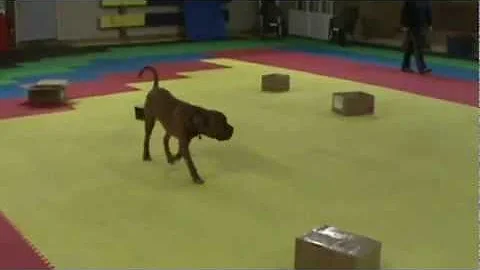 Beginner Nosework