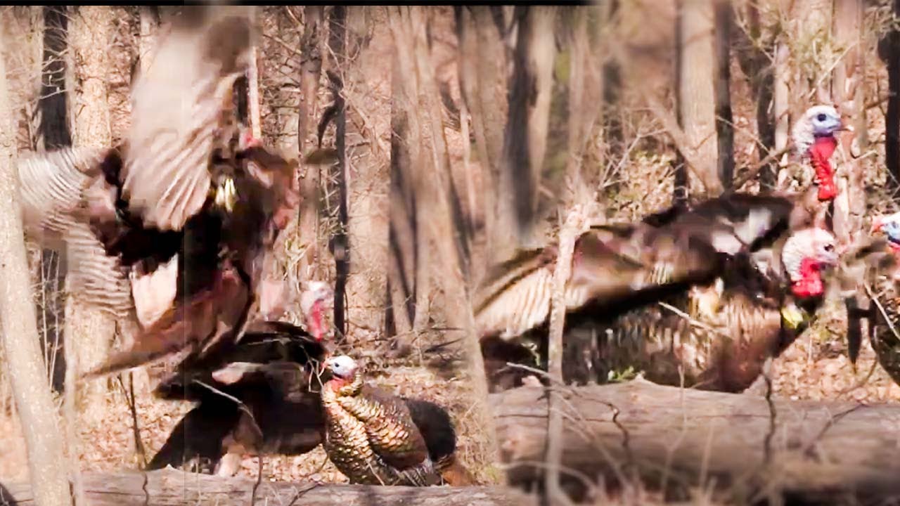 Head shot miss!!! Iowa archery turkey hunt. YouTube