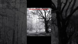 In These #eerie #haunted woods a #ghostly #apparition , including an #orb was captured on camera.