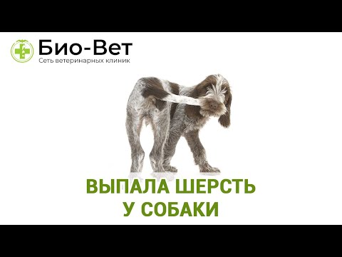 Выпала шерсть у собаки. Ветеринарная клиника Био-Вет.